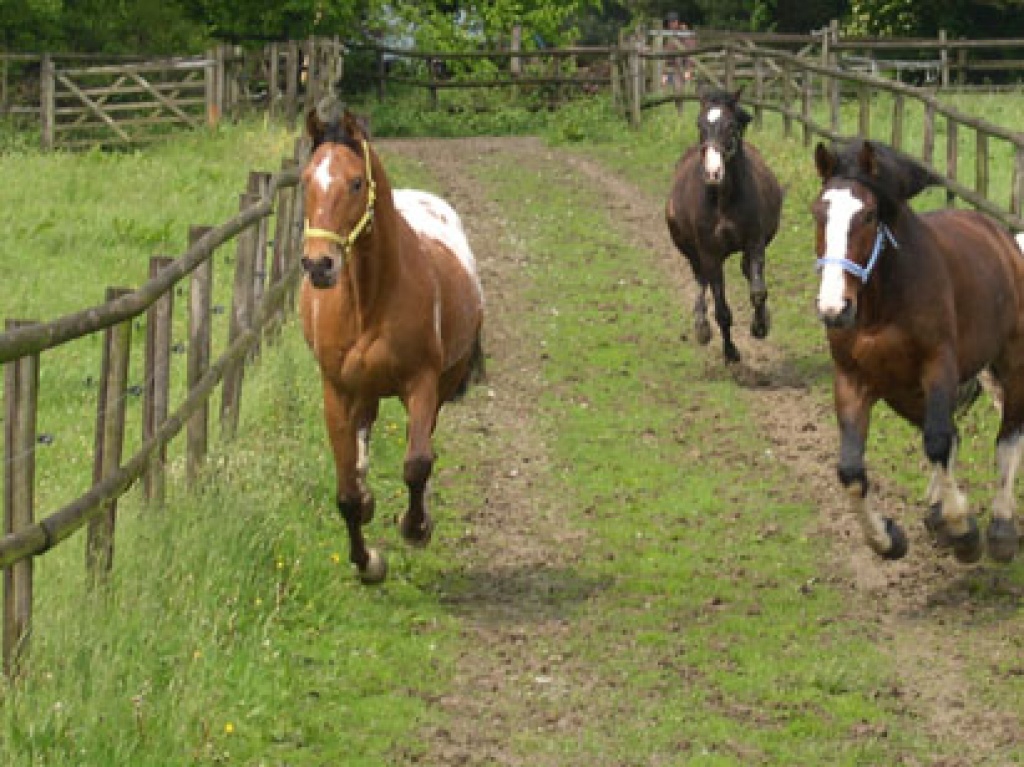 Biete Reitbeteiligung auf western-freizeit gerittenem Appaloosa! - Reitbeteiligung - Velbert