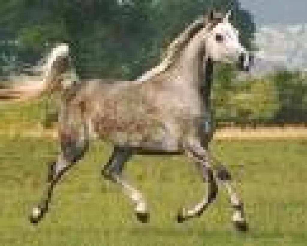 Suche RB in nähe Hamburg-Rahlstedt - Reitbeteiligung - Hamburg