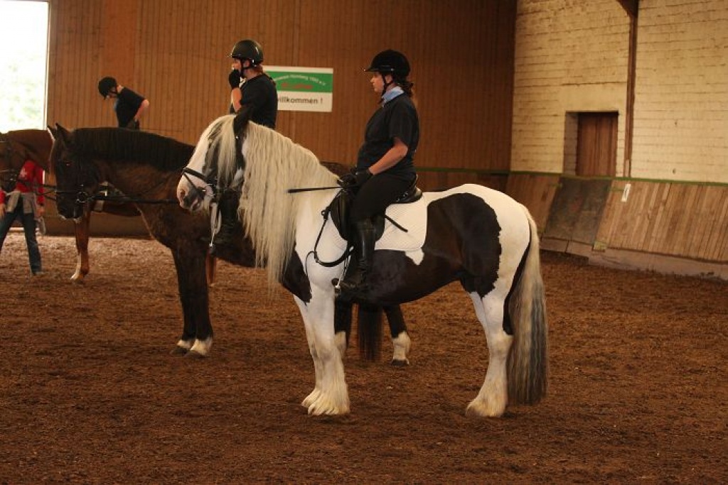 Suche zuverlässige Reitbeteiligung für meine Tinkerstute - Reitbeteiligung - Duisburg