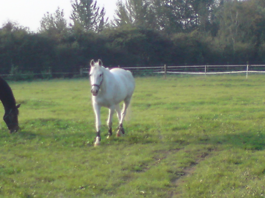 Top RB an Lehrpferd zu vergeben :-) - Reitbeteiligung - Kaarst