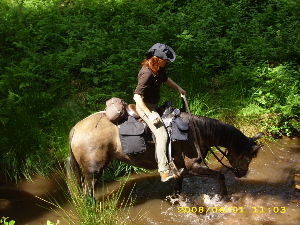 Araber-Stute, 5 Jahre, 153 cm, - Stute - Wied