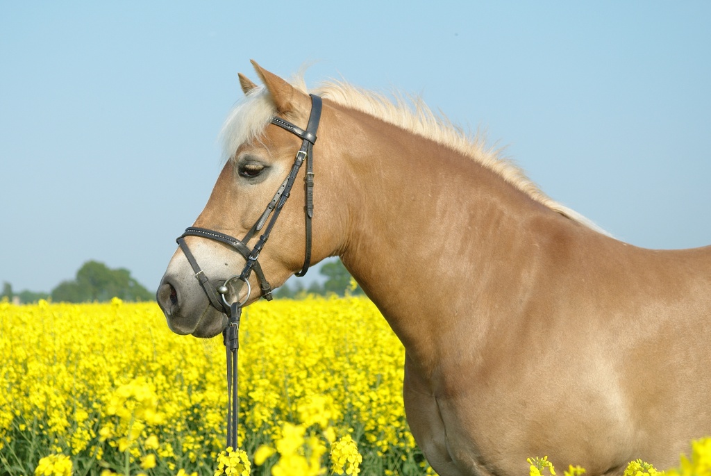 Reitbeteiligung für Haflinger-Araber Stute gesucht! - Reitbeteiligung - Hamburg