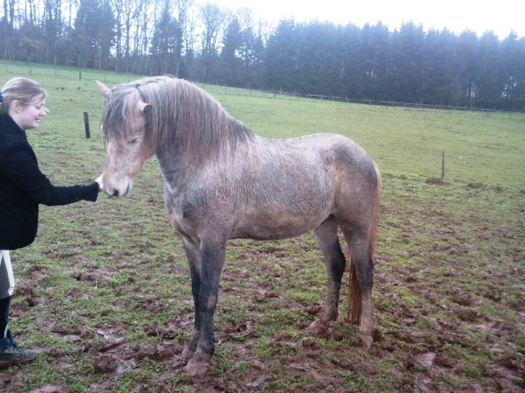 Top Welsh-Mix-Pony - Ponys - Wittlich