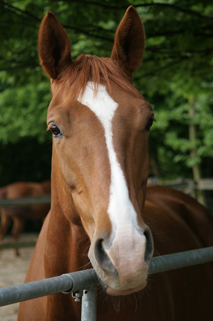 Suche Rb für jungen Trakehner Wallach - Reitbeteiligung - Düsseldorf