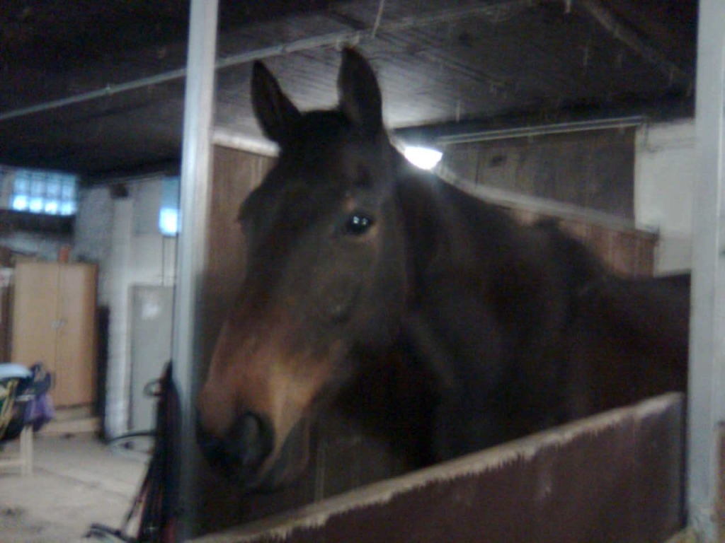 Wolbi sucht Reitbeteiligung - Reitbeteiligung - Neuss