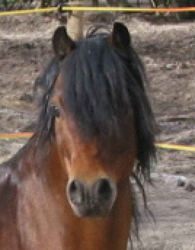 Welsh-A-Hengst - Deckhengst - Leer Ostfriesland