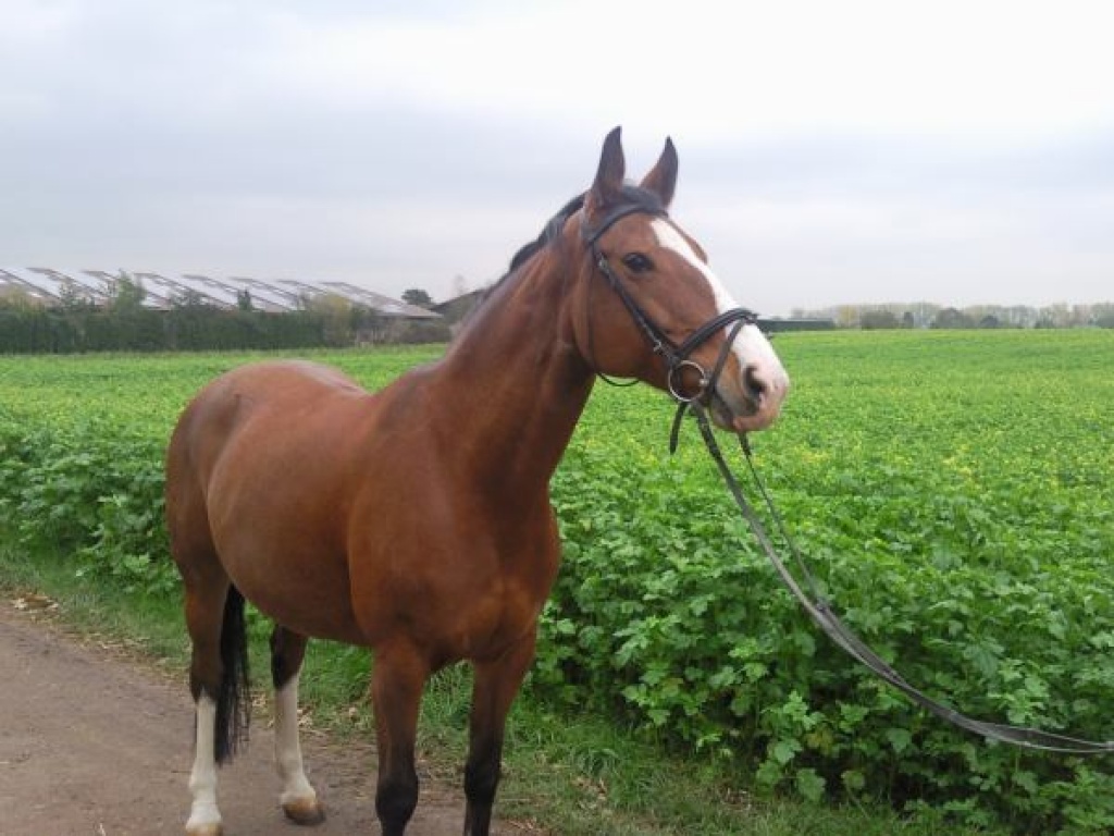 Reitbeteidigung gesucht - Reitbeteiligung - Hürth
