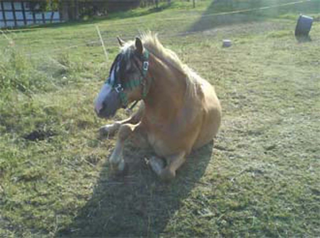 Reitbeteiligung auf haflingerwallach/Schmölln - Reitbeteiligung - Schmölln