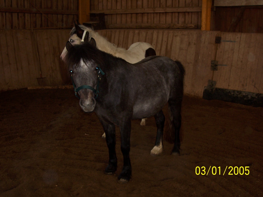 Verkaufe 4 j.shetti-wallach - Ponys - Heinersreuth