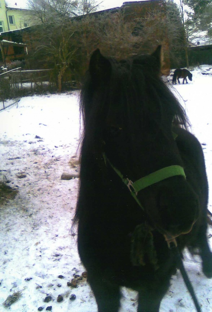 Verkaufe Ponyhengst - Ponys - Haldensleben