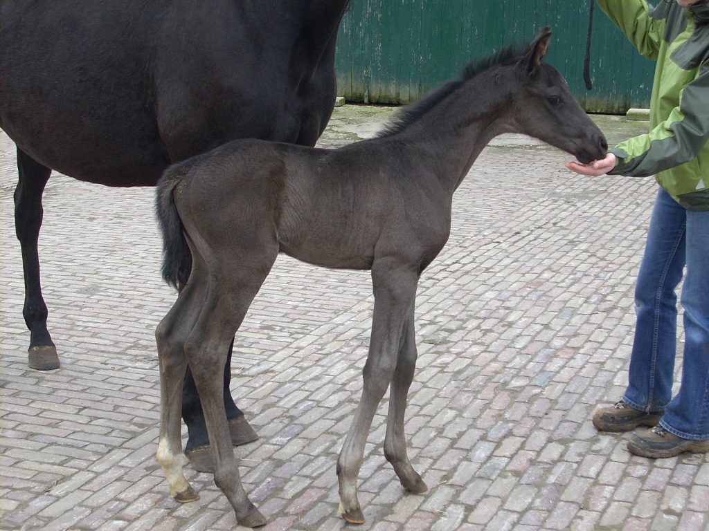 Typvolles Rapphengstfohlen von Royal Blend geb 10.3.2021 - Fohlen - Krummhörn