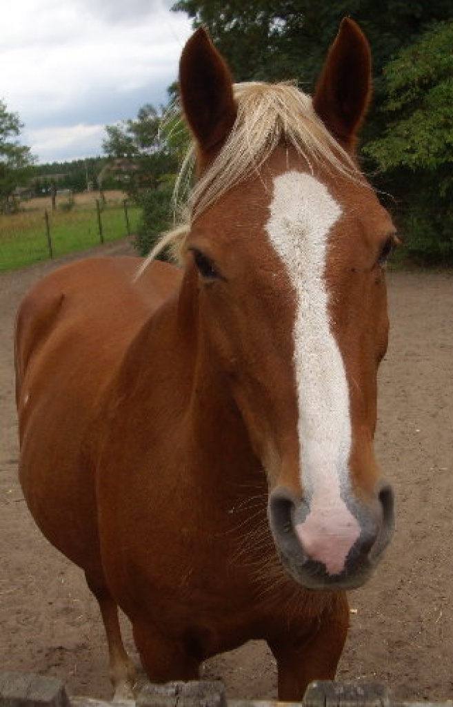 Warmblut-Haflinger-Mix-Stute - Stute - Löwenberger Land