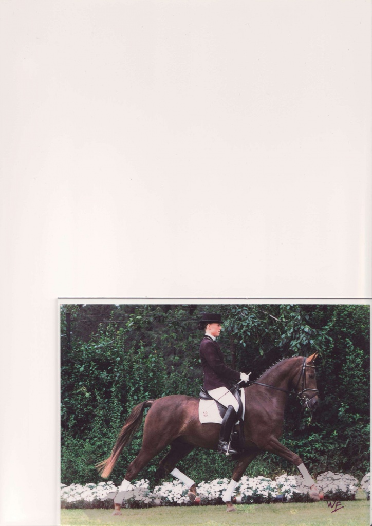 Charakterstarkes, Liebes Sportpony - Ponys - Minden