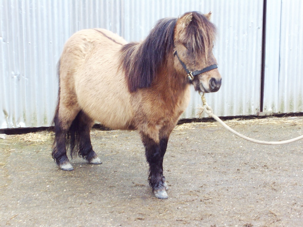 Minipony-Hengst, falbfarben m. Aalstrich - Deckhengst - Sinzheim