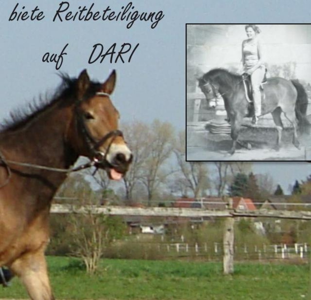 Biete reitbeteiligung auf süsser stute - Reitbeteiligung - Schulendorf