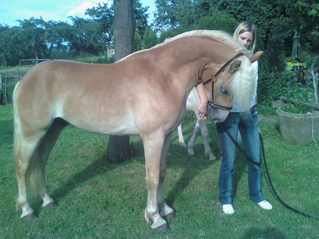 Haflinger Deckhengst - Deckhengst - Euskirchen