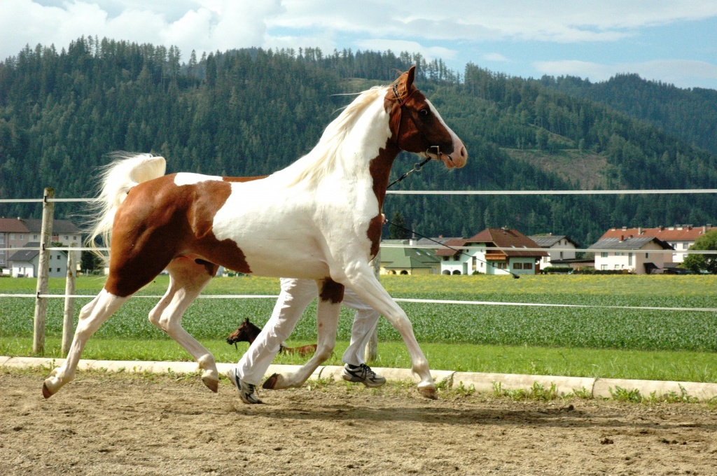 Pinto Araber Deckhengste vom Wäldnerhof ! - Deckhengst - 6672