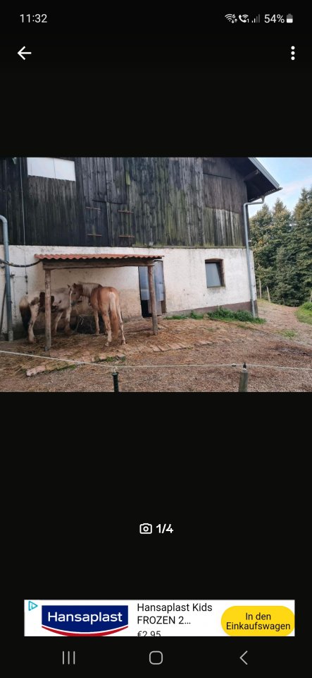 Offensrallplatz für absetzter/ jungpferd - Stallplatz - Erlbach
