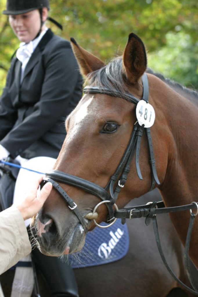 Biete RTB auf 11-jähr. Stute (1,60m) Nähe Böblingen! - Reitbeteiligung - 71111