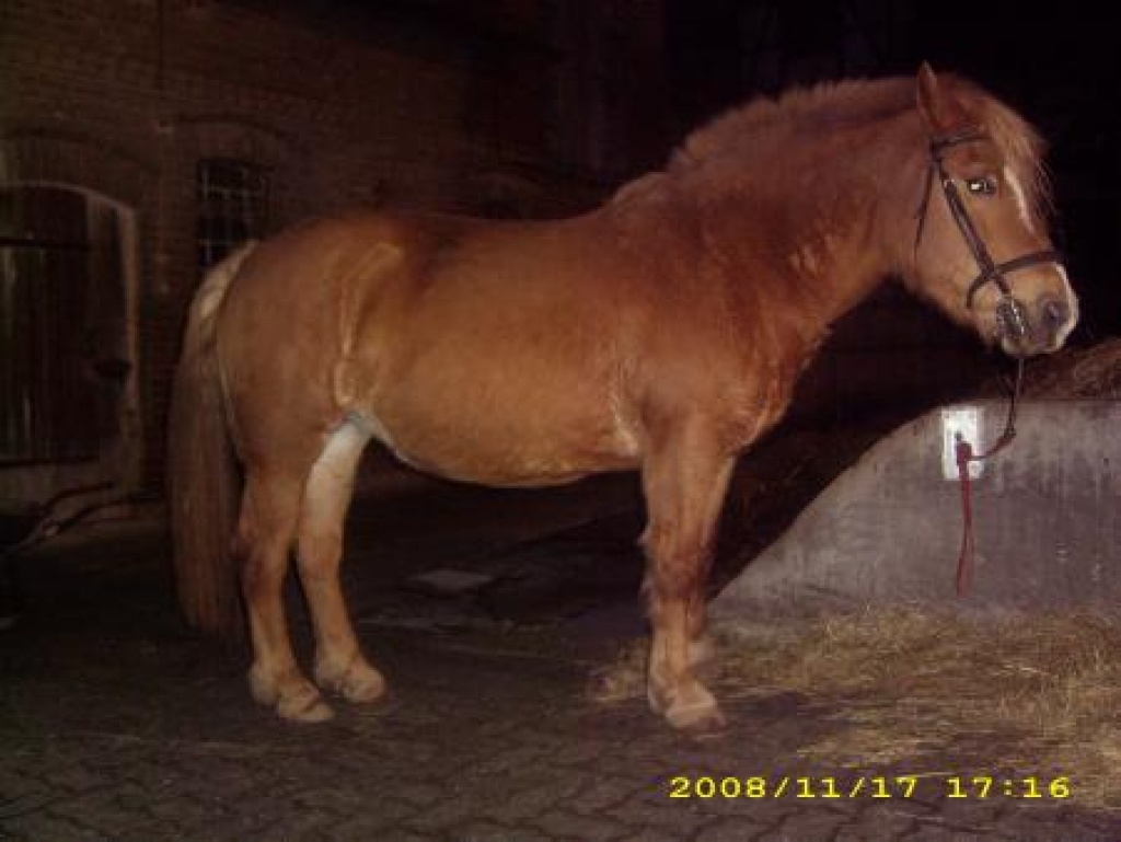 Biete Reitbeteiligung, LK Hersfeld-Rotenburg - Reitbeteiligung - Rotenburg am der Fulda