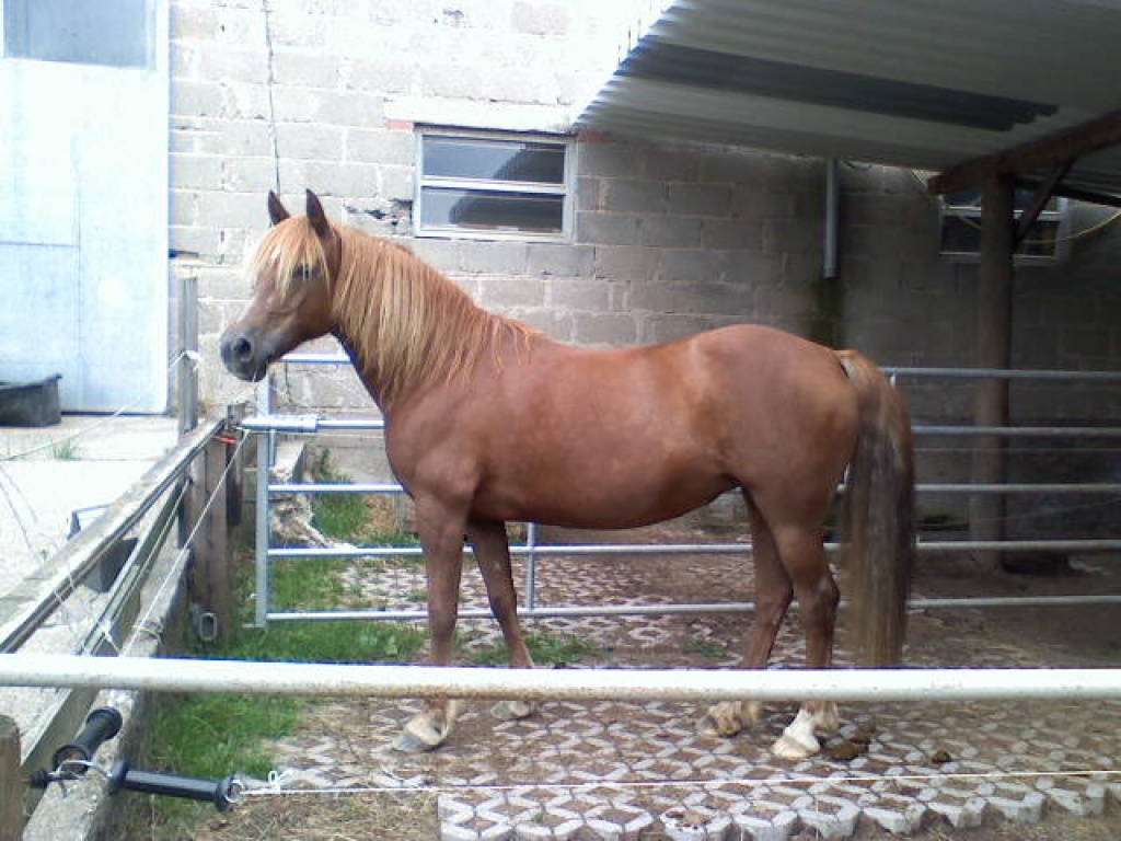 Biete RB an Welsh Cob Stute - Reitbeteiligung - Hasselbach