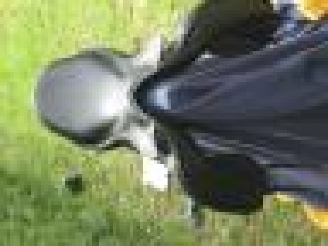 Dressursattel Prestige 1000 € unter Neupreis - Sattel - Kh