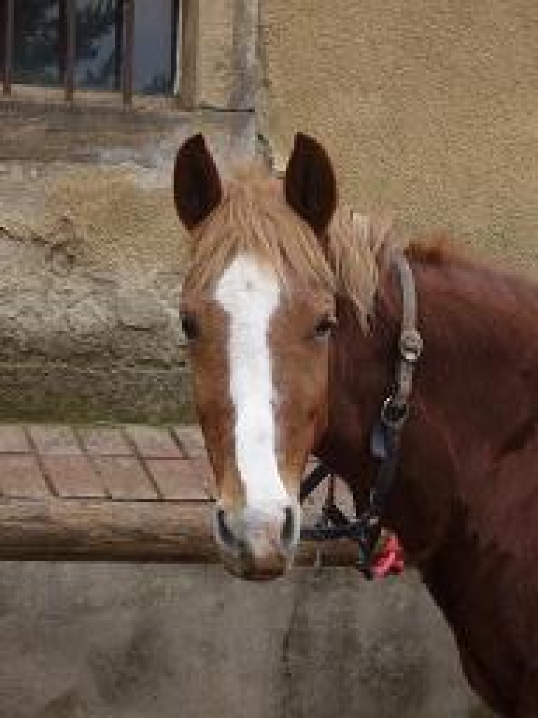 Suche reitbeteiligung auf Deutscher Reitponystute - Reitbeteiligung - Kreischa