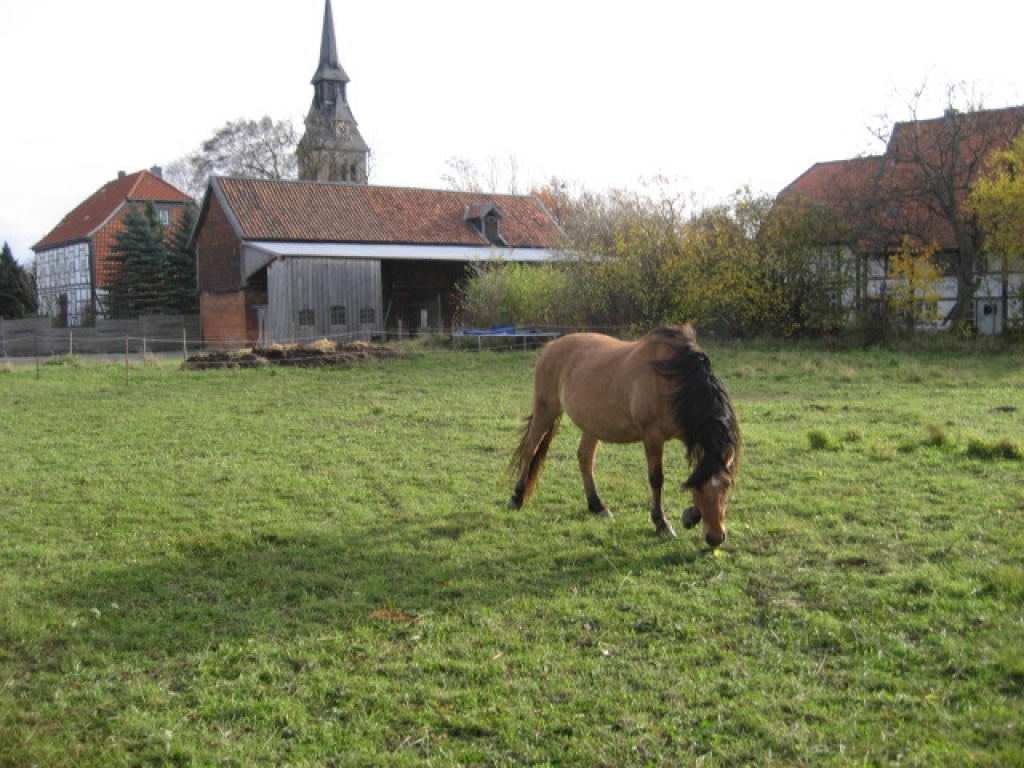 1 Platz frei Matschfreier Offenstall mit Sommerweide - Stallplatz - Wolfenbüttel