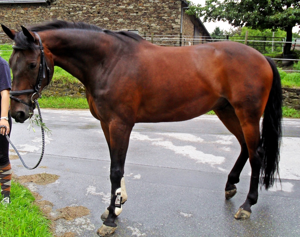 Reitbeteiligung auf einem tollen Halbblüter Preis: VB - Reitbeteiligung - Heiligenhaus