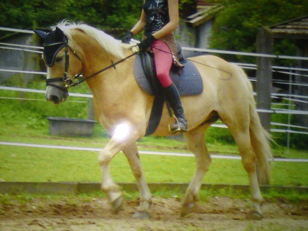 Biete reitbeteiligung auf sportlichem Haflinger Englisch geritten - Reitbeteiligung - Bernhardswald