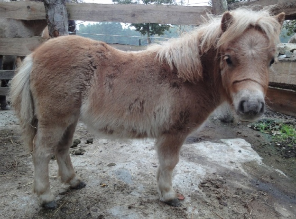 Mini Shetland Stute Fohlen ab Nov abzugeben - Ponys - Pusack