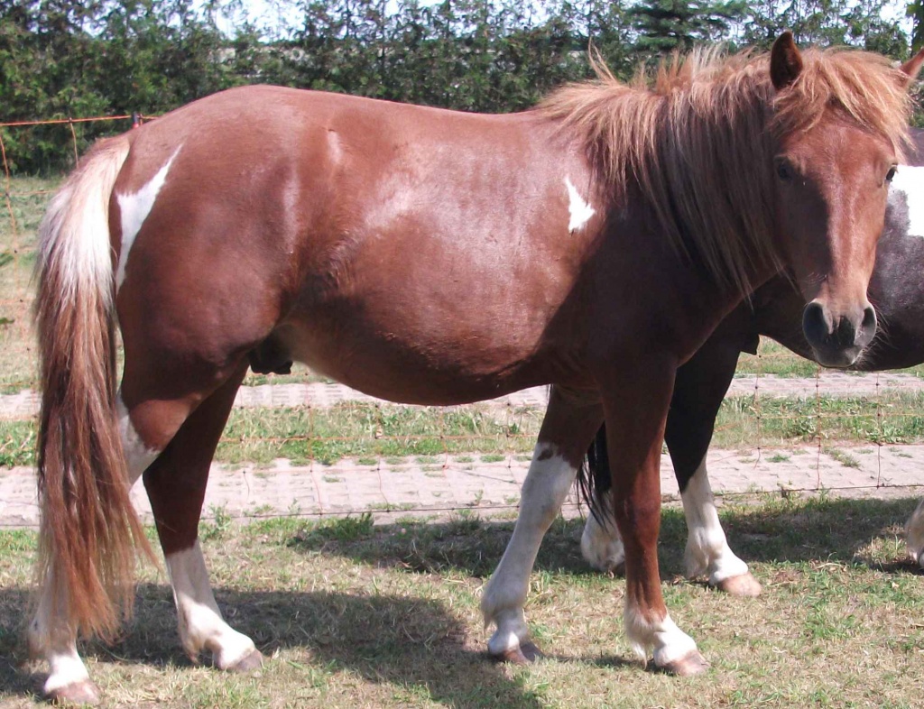 Fuchsscheckpony Wallach - Ponys - Schwarzholz