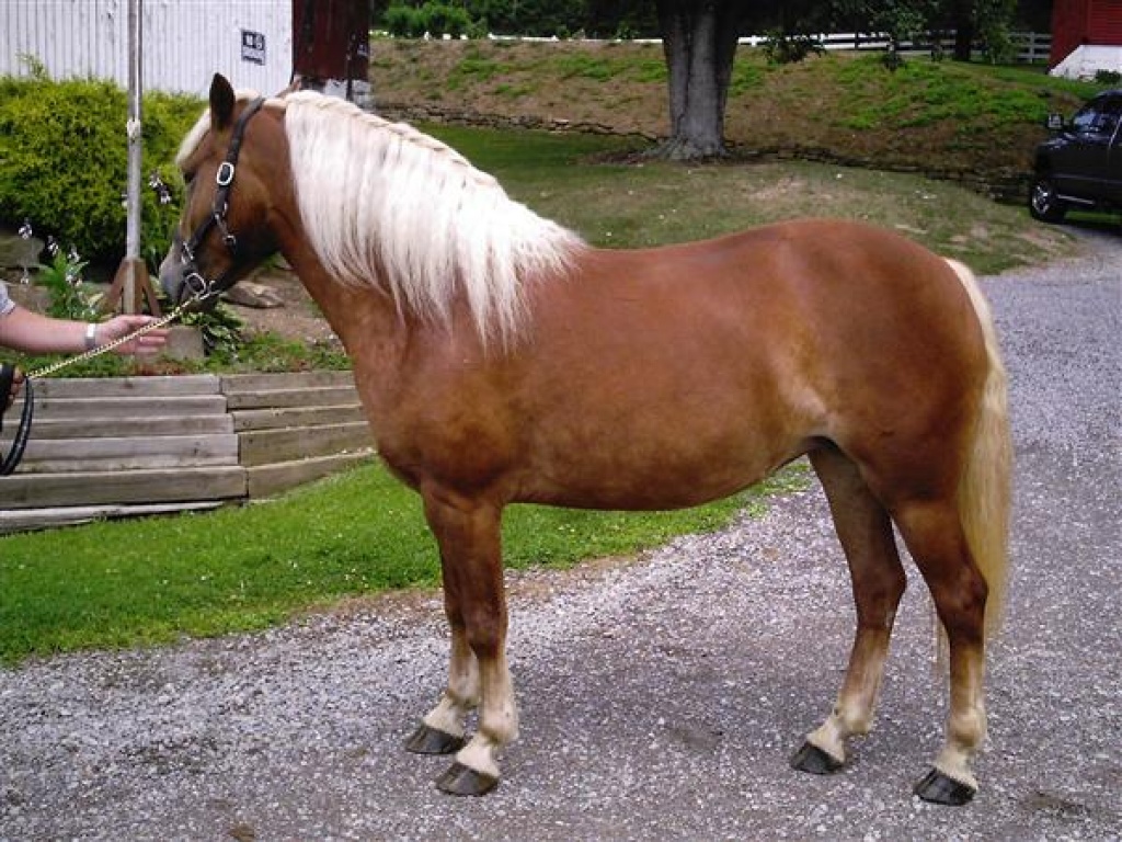 Gesunde Haflinger Stute zu verkaufen - Stute - Hannover