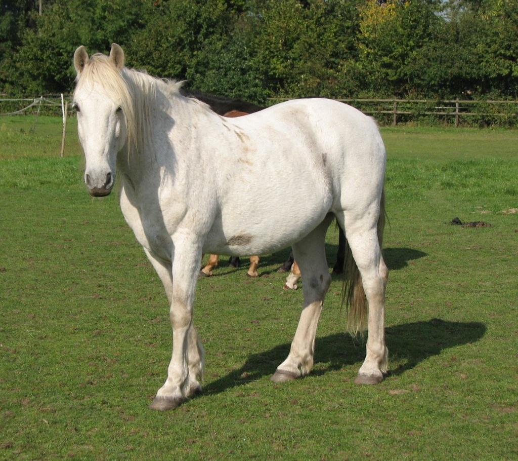 Andalusier/Carmaque Mix zu verkaufen - Grosspferde - Herne