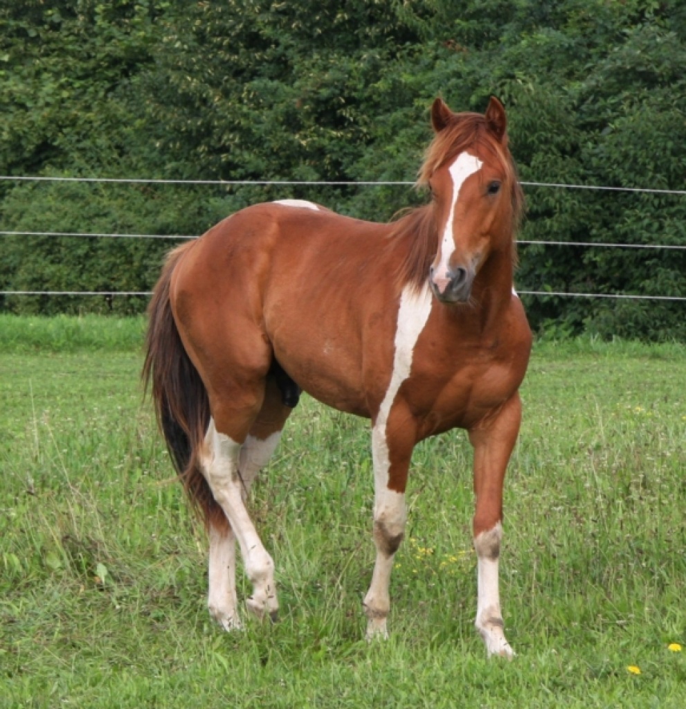 Dreifarbiger Paint Horse Junghengst - u.a. für die Zucht geeignetes Westernpferd - Deckhengst - Neuburg