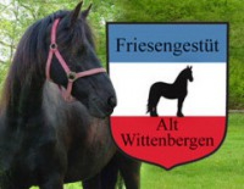 Friesengestüt Alt Wittenbergen - Reitbeteiligung - Wittenbergen