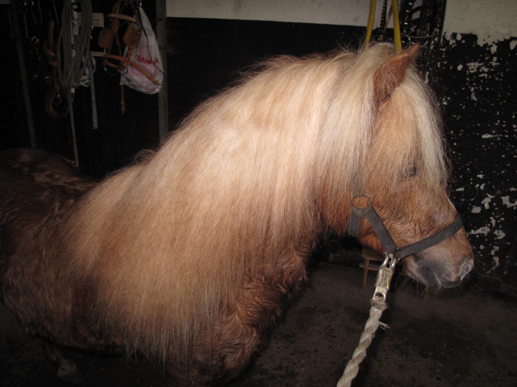 Pony Hengst mit Papiere - Ponys - Recklinghausen
