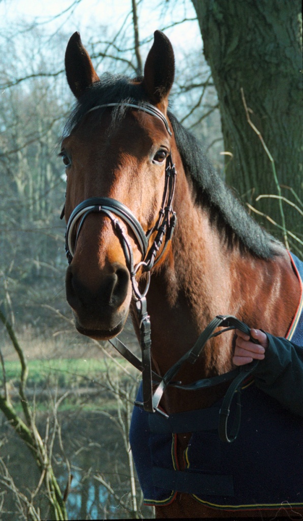 Lieber Oldenburger Wallach als Beistellpferd abzugeben - Grosspferde - Hamburg