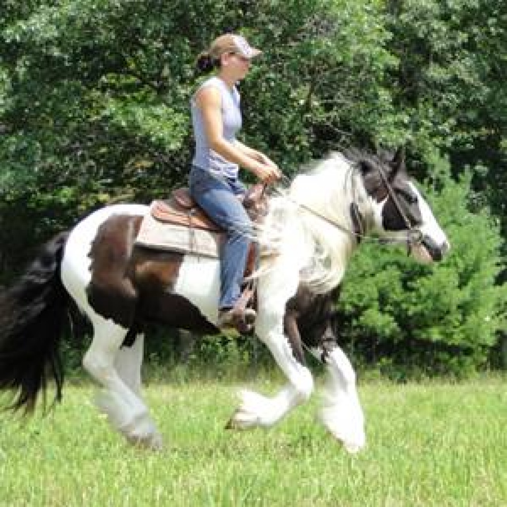 Schön und total talentierte Tinker Stute Wallach und Hengst - Stute - Dreieich