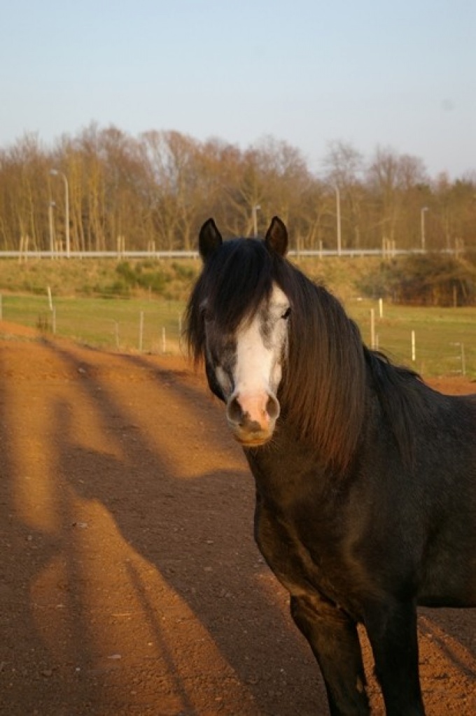 Reitbeteiligung auf Welsh- Wallach - Reitbeteiligung - Saarbrücken