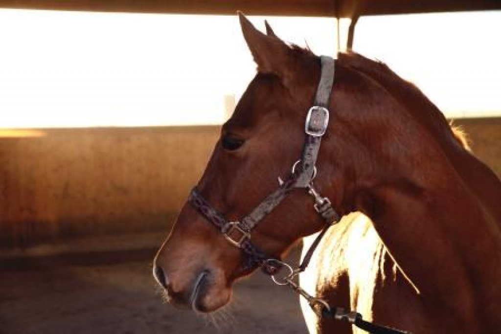Reitbeteiligung Western - Reitbeteiligung - Finsing