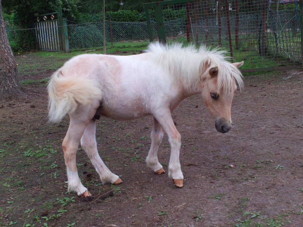 Orig. Mini Shetty, Palominoschecke, m.Pap.Chip FP 390 Euro - Ponys - Langenfeld Rheinland