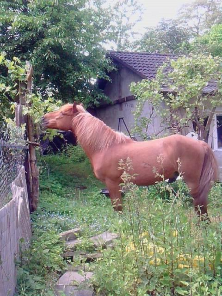 Reiten im Einklang mit sich und der Natur für Kinder und Erwachsene - Reitferien - Köln