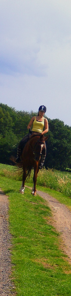 Suche Reitbeteiligung im Raum Emsdetten - Reitbeteiligung - Emsdetten