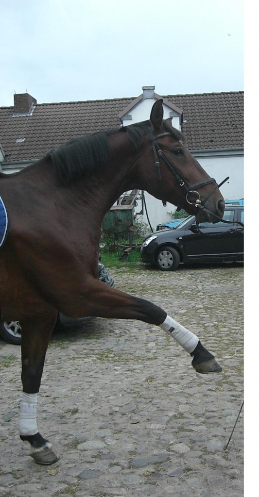 Feinfühliger Dressurwallach sucht Reitbeteiligung - Reitbeteiligung - Pfaffenhofen an der Ilm
