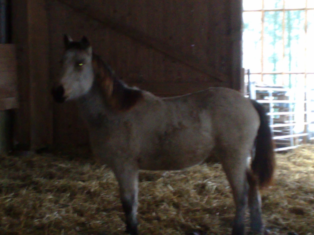 Verkaufe bildhübsche Ponyjährlingsstute - Fohlen - Mosbach