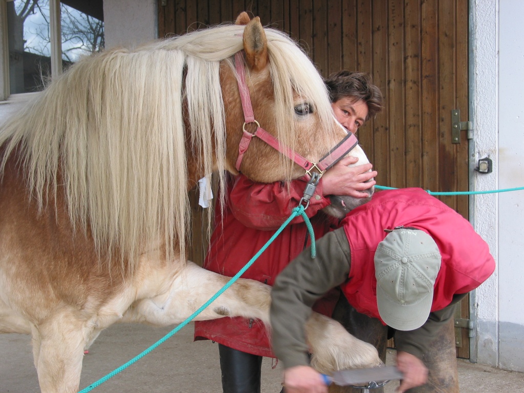 Staatlich geprüfter Hufschmied - Grosspferde - Eurasburg