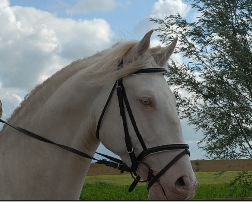 Lusitano Cremello Hengst zur Deckung angeboten - Deckhengst - Mijdrecht
