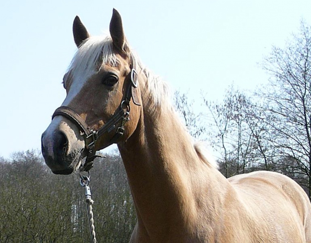 Bitte Reitbeteiligung auf Endmaßpony - Reitbeteiligung - Buxtehude
