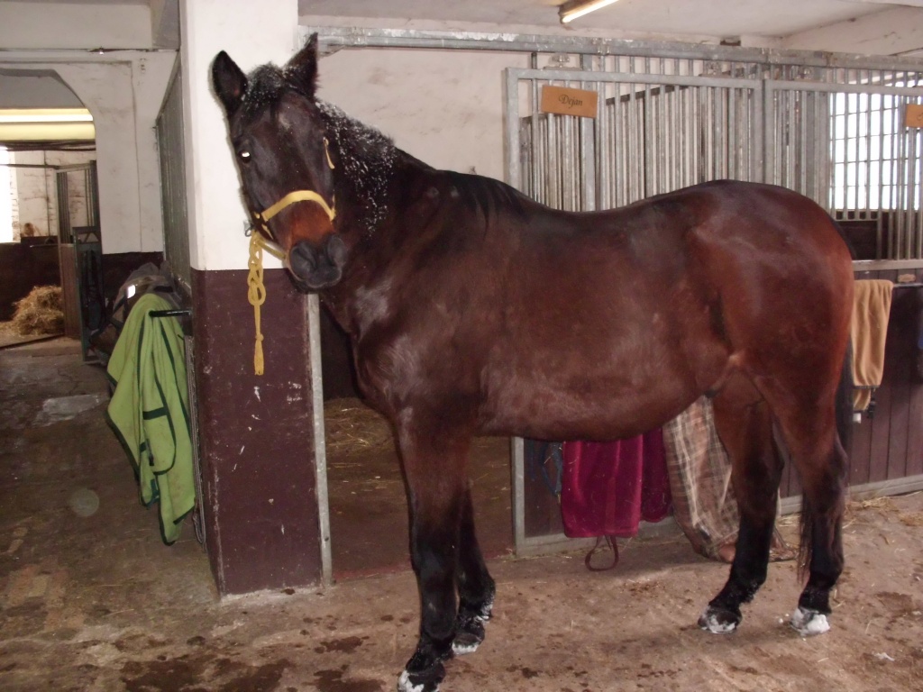 Traki sucht eine nette RB - Reitbeteiligung - Düsseldorf